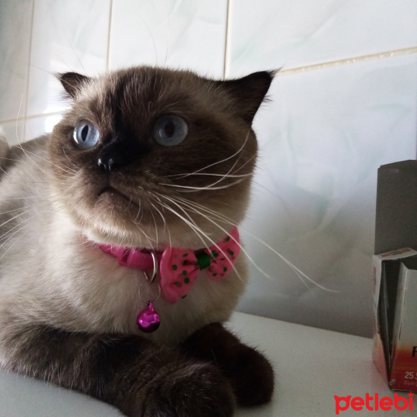 Scottish Fold, Kedi Hira fotoğrafı