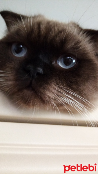 Scottish Fold, Kedi Hira fotoğrafı
