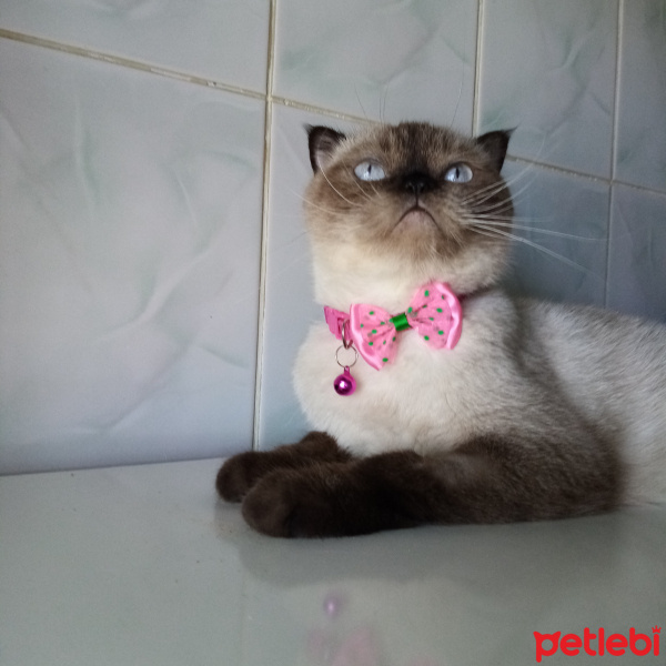 Scottish Fold, Kedi Hira fotoğrafı