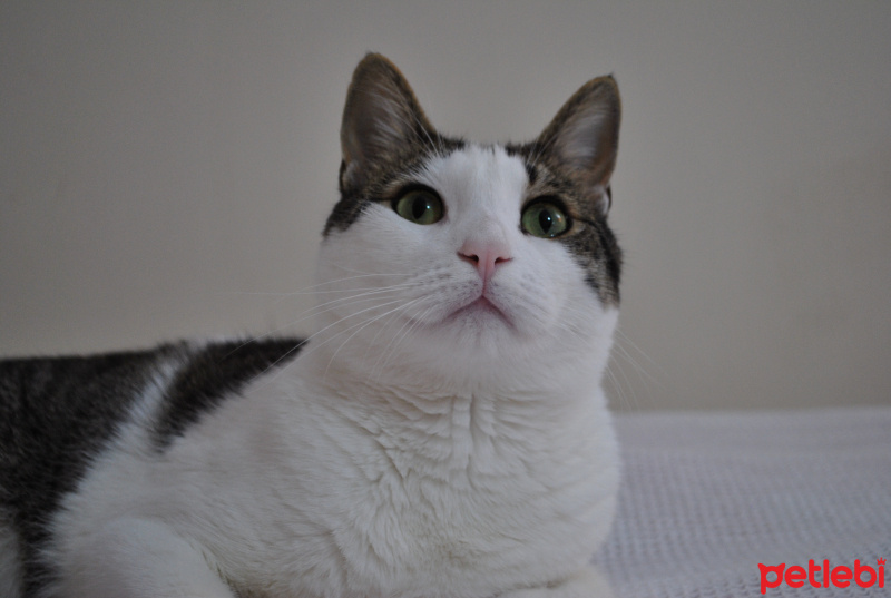 Tekir Kedi, Kedi Gofret fotoğrafı