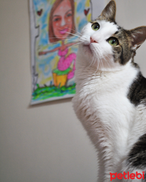 Tekir Kedi, Kedi Gofret fotoğrafı