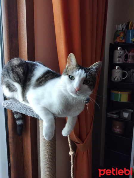 Tekir Kedi, Kedi Gofret fotoğrafı