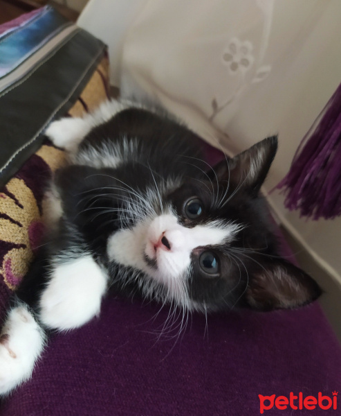 Tekir Kedi, Kedi Afacan fotoğrafı