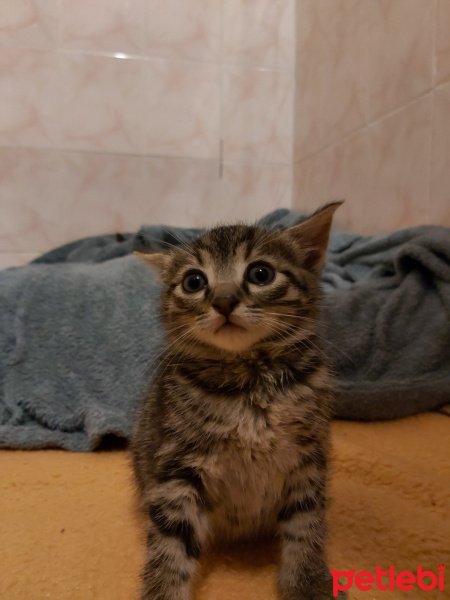 Tekir Kedi, Kedi Yeni sahibinin kararı fotoğrafı