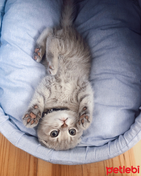 Scottish Fold, Kedi Küba fotoğrafı