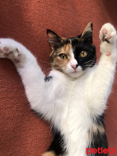 Tekir Kedi, Kedi Kumpir fotoğrafı