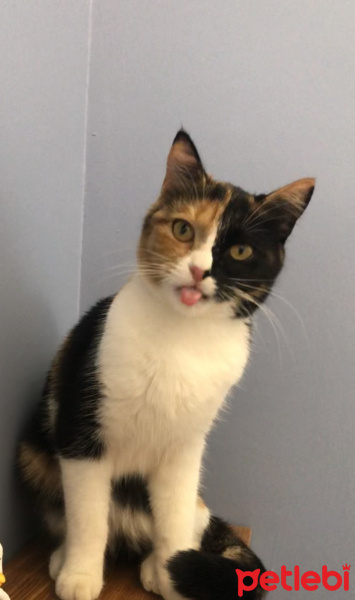 Tekir Kedi, Kedi Kumpir fotoğrafı