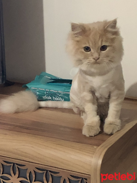 Chinchilla, Kedi Behlül fotoğrafı