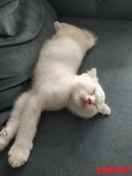 Scottish Fold, Kedi Miu fotoğrafı