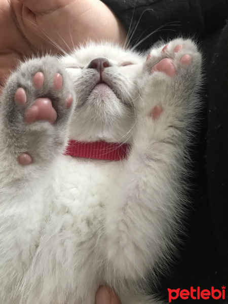British Shorthair, Kedi Mathilda fotoğrafı