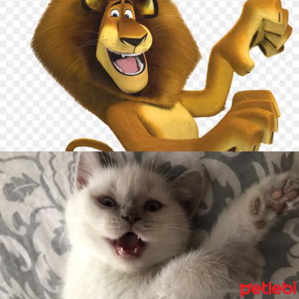 British Shorthair, Kedi Mathilda fotoğrafı