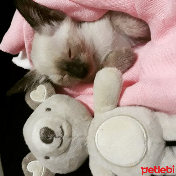 Siyam Kedisi, Kedi  Venüs fotoğrafı