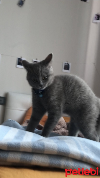 British Shorthair, Kedi Ceku fotoğrafı