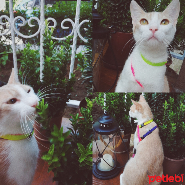 Tekir Kedi, Kedi cappuccino (CAPPY) fotoğrafı