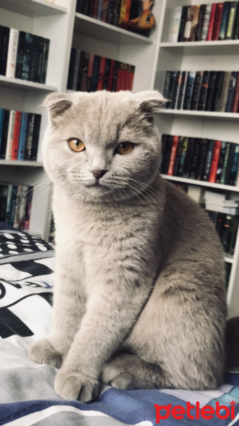 Scottish Fold, Kedi Norman fotoğrafı