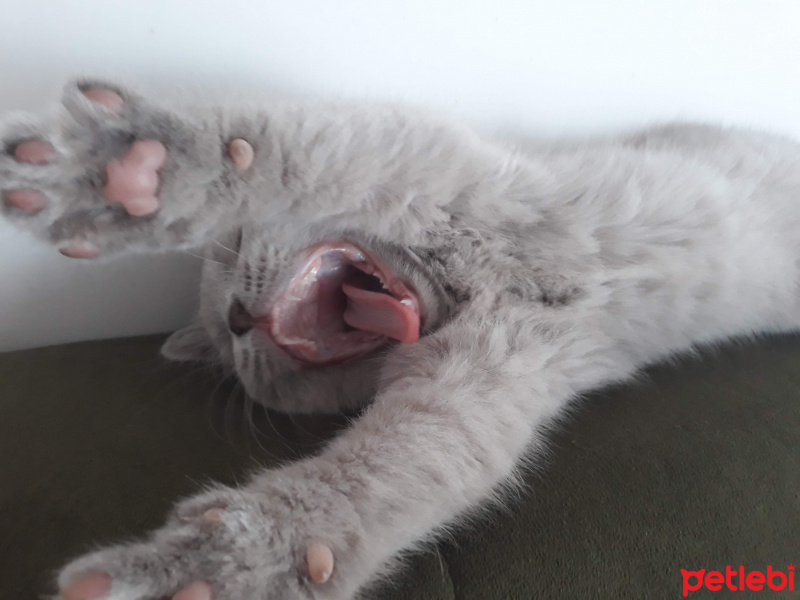 British Shorthair, Kedi leo fotoğrafı