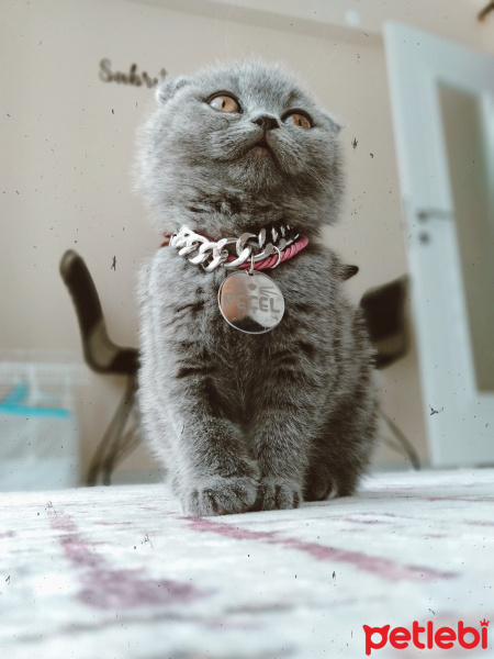 Scottish Fold, Kedi Reçel fotoğrafı