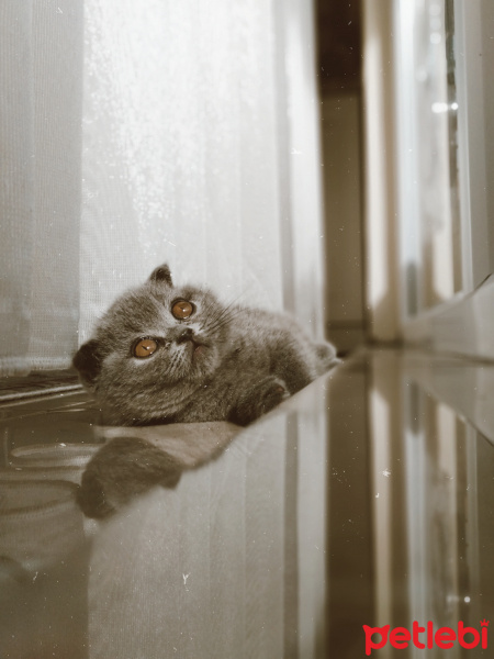 Scottish Fold, Kedi Reçel fotoğrafı