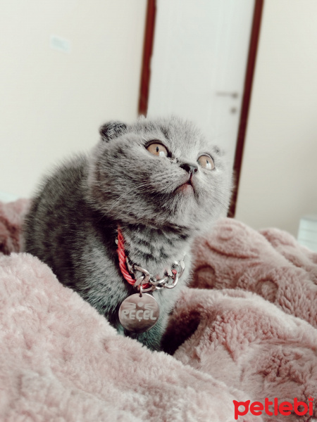 Scottish Fold, Kedi Reçel fotoğrafı