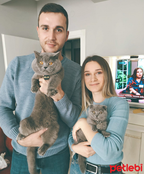 Scottish Fold, Kedi Reçel fotoğrafı