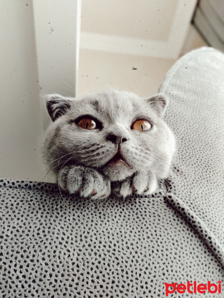 Scottish Fold, Kedi Reçel fotoğrafı