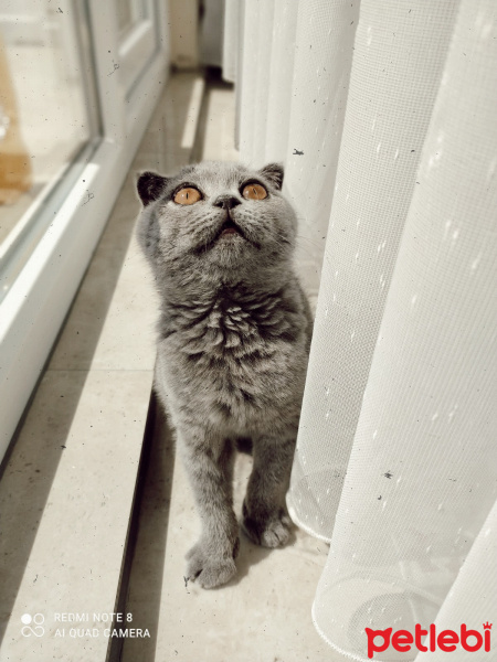 Scottish Fold, Kedi Reçel fotoğrafı