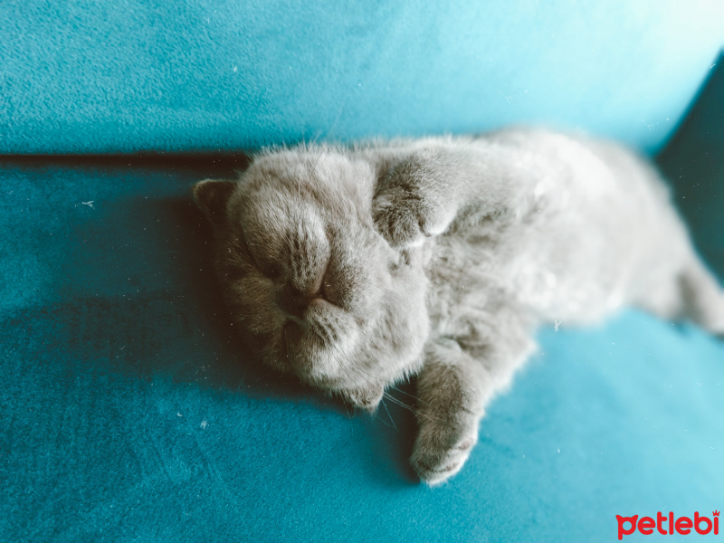 Scottish Fold, Kedi Reçel fotoğrafı