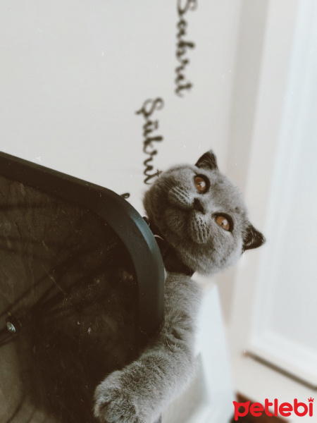 Scottish Fold, Kedi Reçel fotoğrafı