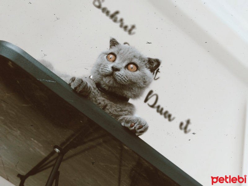 Scottish Fold, Kedi Reçel fotoğrafı