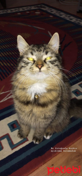 Tekir Kedi, Kedi Ponpon fotoğrafı