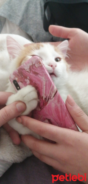 Sarman, Kedi Kaymak fotoğrafı