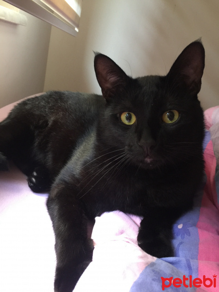 Tekir Kedi, Kedi Coco fotoğrafı