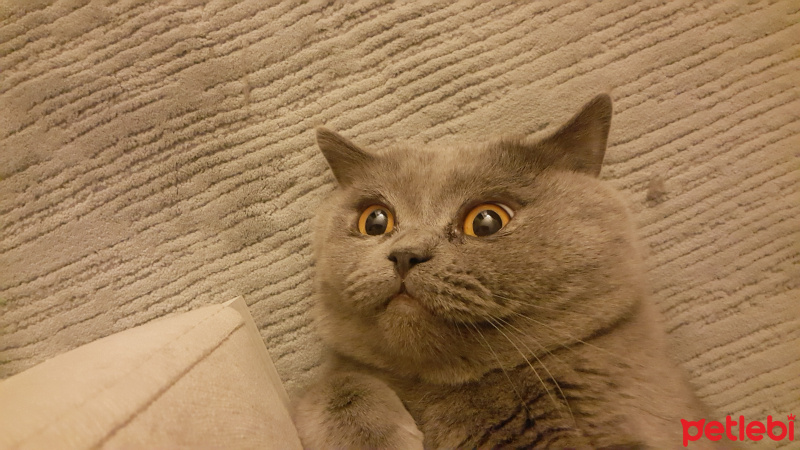 British Shorthair, Kedi Golgi fotoğrafı