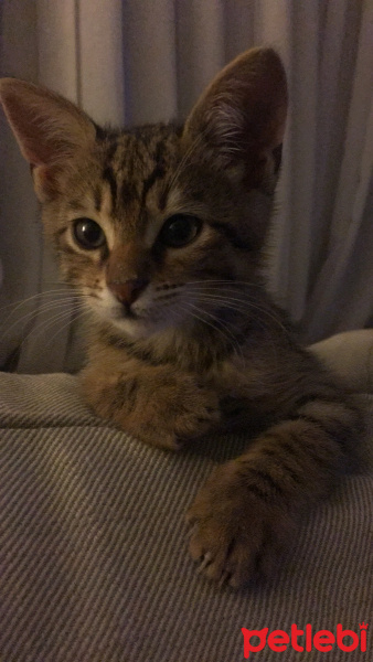 Tekir Kedi, Kedi Pia fotoğrafı