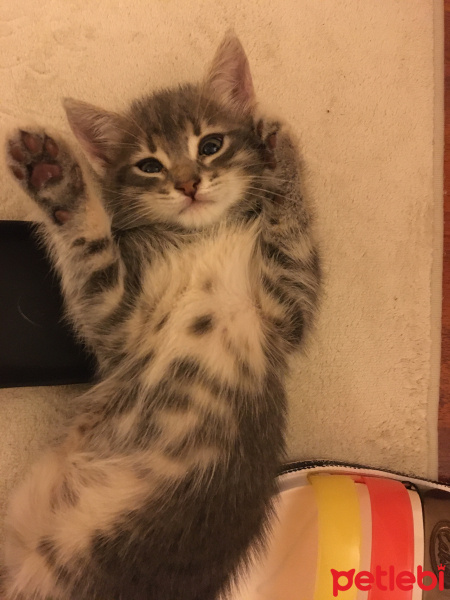 Tekir Kedi, Kedi Leo fotoğrafı