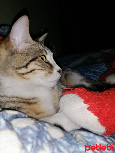 Tekir Kedi, Kedi Umay fotoğrafı