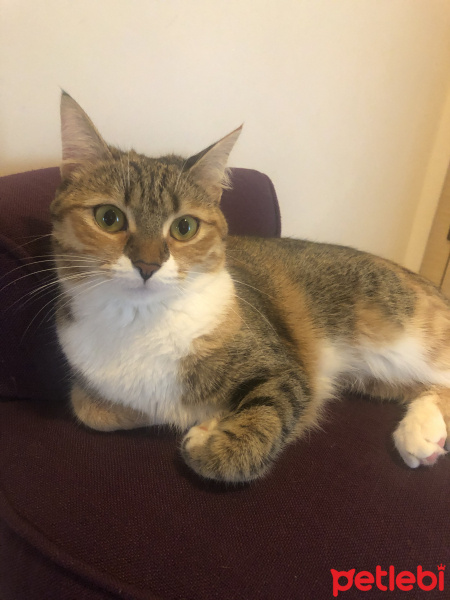 Tekir Kedi, Kedi Lolipop fotoğrafı