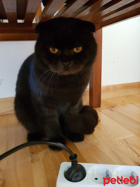 British Shorthair, Kedi  Zeytin fotoğrafı