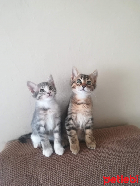 Tekir Kedi, Kedi Sevimli kardeşler fotoğrafı