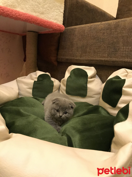Scottish Fold, Kedi Meftun fotoğrafı