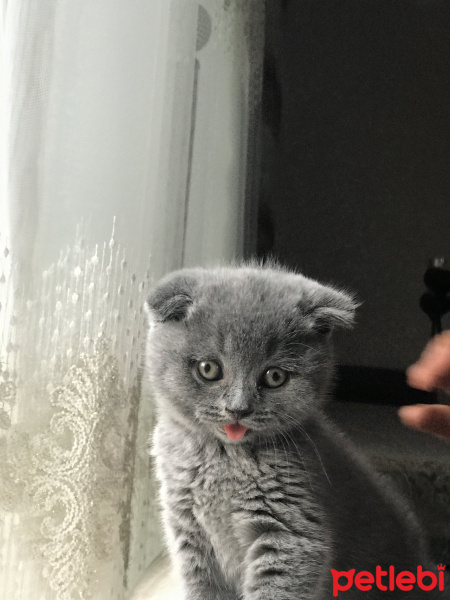 Scottish Fold, Kedi Meftun fotoğrafı