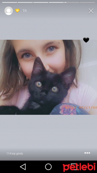 Bombay, Kedi Sera fotoğrafı