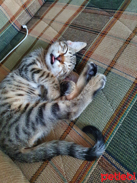 Tekir Kedi, Kedi ortega fotoğrafı