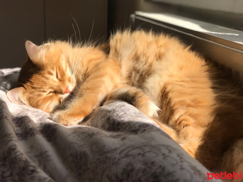 Norwegian Forest, Kedi Nicoletta fotoğrafı