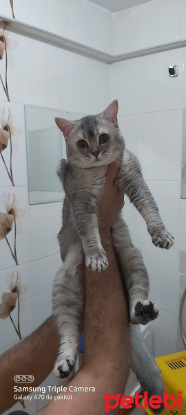 British Shorthair, Kedi Badem fotoğrafı