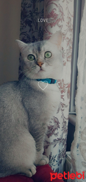 British Shorthair, Kedi BADEM fotoğrafı
