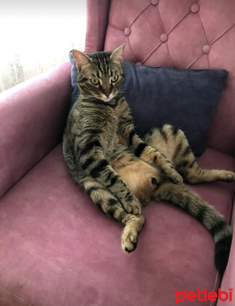 Tekir Kedi, Kedi Fikret fotoğrafı