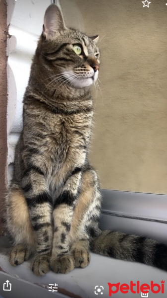 Tekir Kedi, Kedi Fikret fotoğrafı