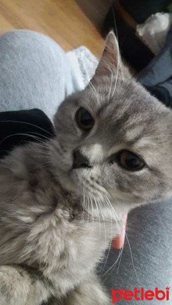 British Shorthair, Kedi Ceko fotoğrafı