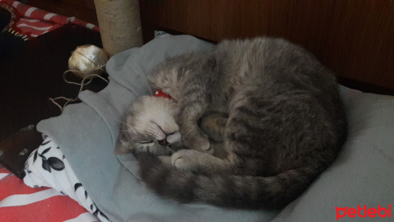 British Shorthair, Kedi Ceko fotoğrafı